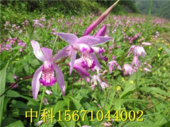 种植紫花三叉白芨过冬预防措施图1