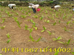 种植紫花三叉白芨奔富路图1