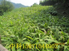 种植紫花三叉白芨奔富路图2