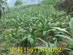 种植紫花三叉白芨奔富路图3