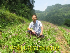 白芨的高效栽培技术图1