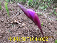 白芨的高效栽培技术图2