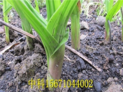 白芨的高效栽培技术图3