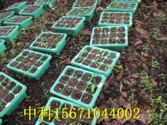 白芨的种植前景怎么样图1