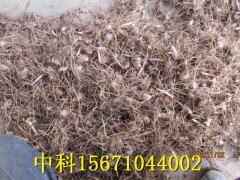 白芨的种植前景怎么样图2