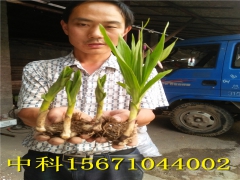 白芨的种植前景怎么样图3