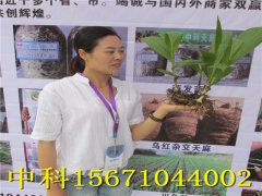 紫花三叉小白芨种植需具备以下5项自然条件图1