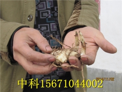 紫花三叉小白芨种植需具备以下5项自然条件图2