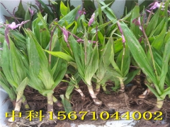 该怎样辨别紫花三叉小白芨真假？图1