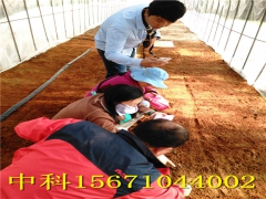 该怎样辨别紫花三叉小白芨真假？图2