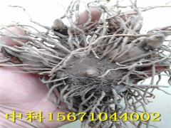 该怎样辨别紫花三叉小白芨真假？图3