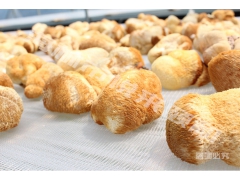 有机猴头菇黑龙江产地直供图3