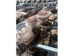 青岛公司求购香菇菌棒2KG,花菇菌棒（保水膜）3KG图1