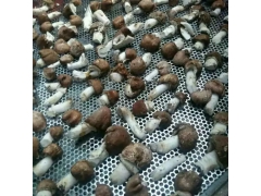 香菇木耳辣椒烘干箱 红薯干烘干机 食用菌烤箱厂家直销图2