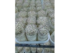 食用菌菌棒保水剂批发 新一代香菇菌棒保水剂厂家图2