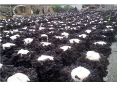 食用菌菌棒保水剂批发 新一代香菇菌棒保水剂厂家图3