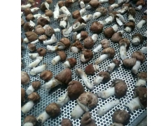 食品烘干机茶叶烘焙提香海鲜五谷花草类食用菌干水果药材烘干机械图2