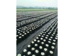 食用菌自动装袋机价格 平菇全自动装袋机厂家 香菇装袋机图片图3