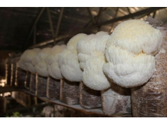 新鲜猴头菇 东北猴头菇干货图1