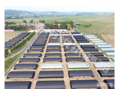 新鲜猴头菇 东北猴头菇干货图2