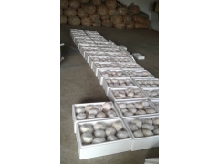 新鲜猴头菇 东北猴头菇干货图3