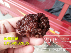 海莲菇 海莲菌 海莲菌菇 特色蘑菇 海莲菇菌图1