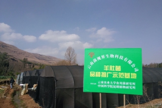 云南老君山系列羊肚菌长势良好大量出菇