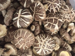 香菇烘干机,菇类烘干设备新领域,节能环保首选YKP易立诺图1