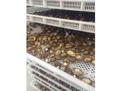 香菇烘干机,菇类烘干设备新领域,节能环保首选YKP易立诺图3