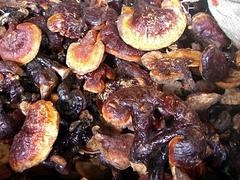 合格的南宁纯天然野生灵芝品牌怎么样     |南宁正宗的野生灵芝图1