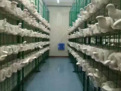 食用菌种植箱房图2