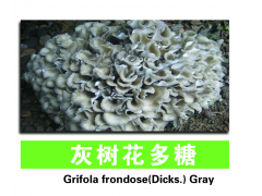 灰树花多糖 植物提取物 保健食品 调味料 药品图1