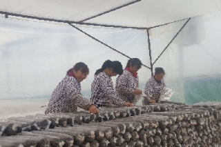 安順開發(fā)區(qū)：發(fā)力供給側(cè)改革 小菌子帶動大產(chǎn)業(yè) ()