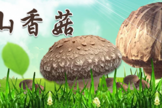 做有擔(dān)當(dāng)?shù)拿褡迤髽I(yè)  裕山菌業(yè)累計帶動10萬菇農(nóng)走上致富路 ()