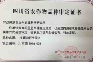 “康定靈芝”通過四川省農(nóng)作物品種審定委員會審定 ()
