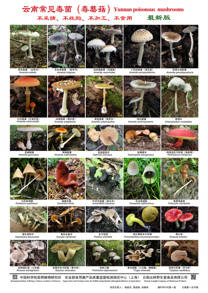云南,东北,华南常见毒蘑菇种类权威发布