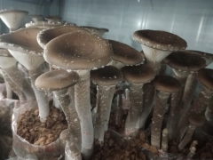 猪肚菇菌种与技术图1