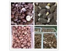 中药材低温快速烘干设备 小型箱式猫爪草烘干机 元胡热风干燥箱图3