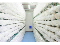 杏鲍菇养殖工厂图1