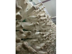 蘑菇种植科技箱房图3