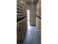 秀珍菇养殖工厂图1
