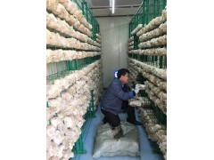 秀珍菇养殖工厂图3