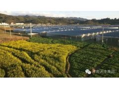 光伏大棚,太阳能大棚,种植大棚图2