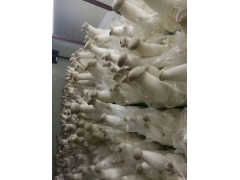 食用菌种植箱房图3