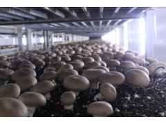 工厂化褐菇、双孢菇，大量生产图2