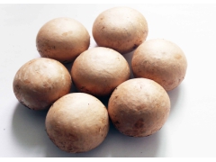 新鲜牛排菇，贵啡菇，香啡菇，大量生产供应图3