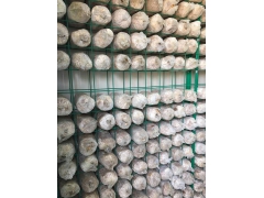 秀珍菇养殖工厂图2