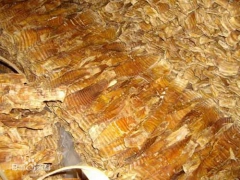 24格小型香菇烘干机生产厂家 竹笋烘干设备图3