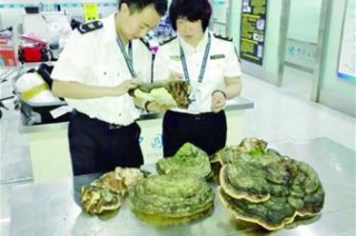 青島口岸截獲最大野靈芝 單體最重13斤 ()