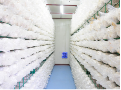 白灵菇养殖工厂图3